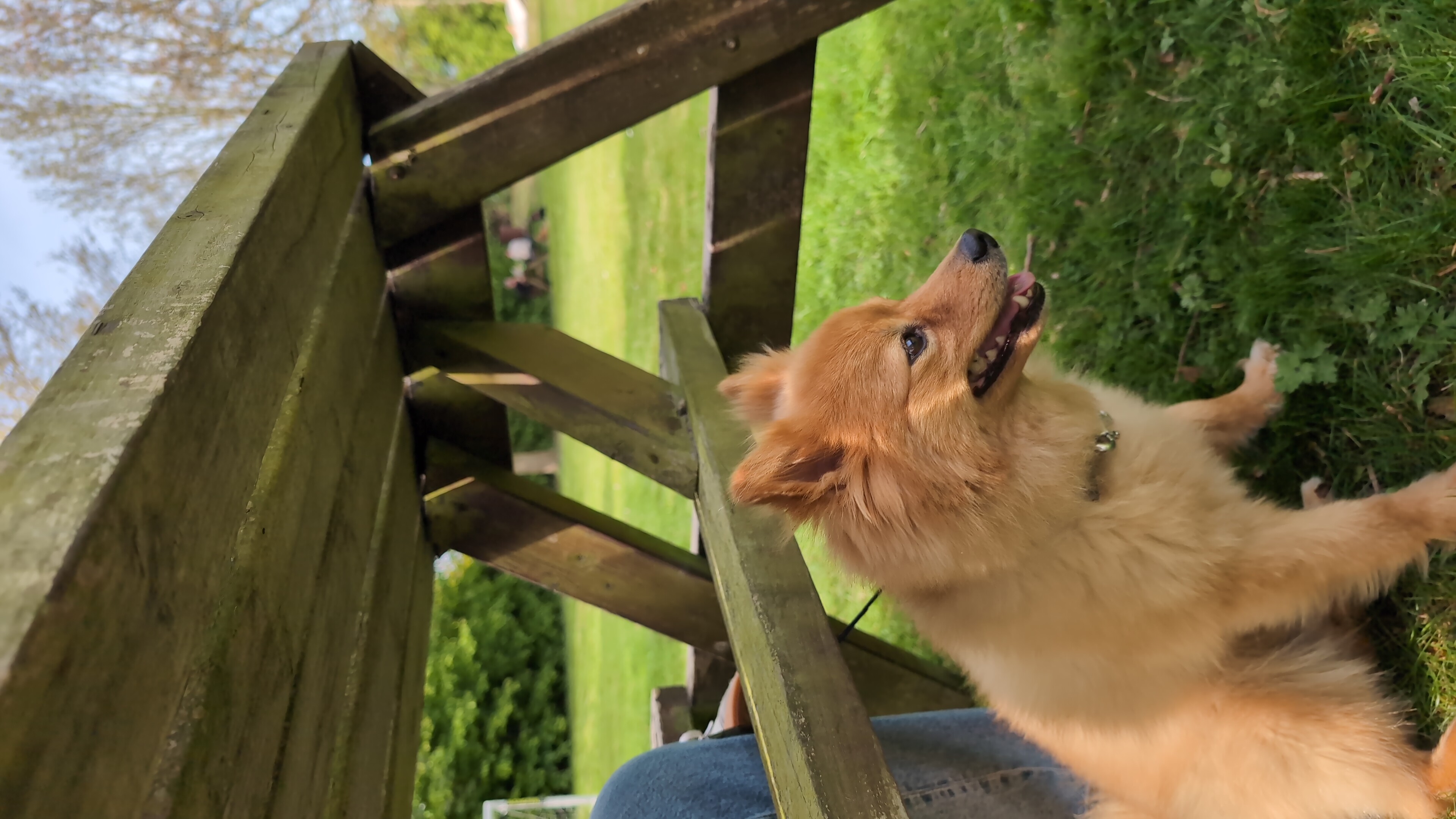 Billy enjoying a trip to the pub garden