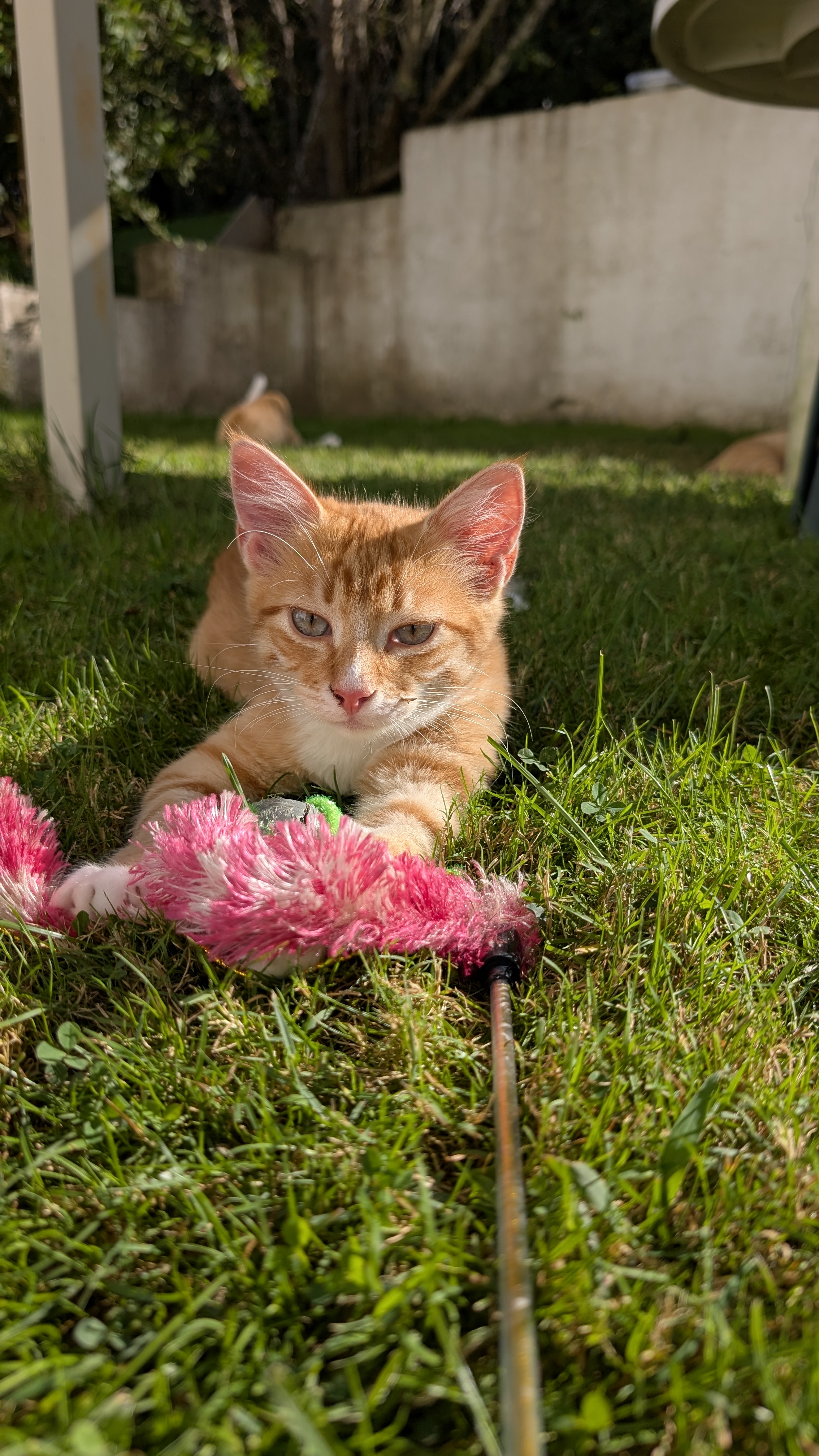 Ginger cats we adopted and cared for