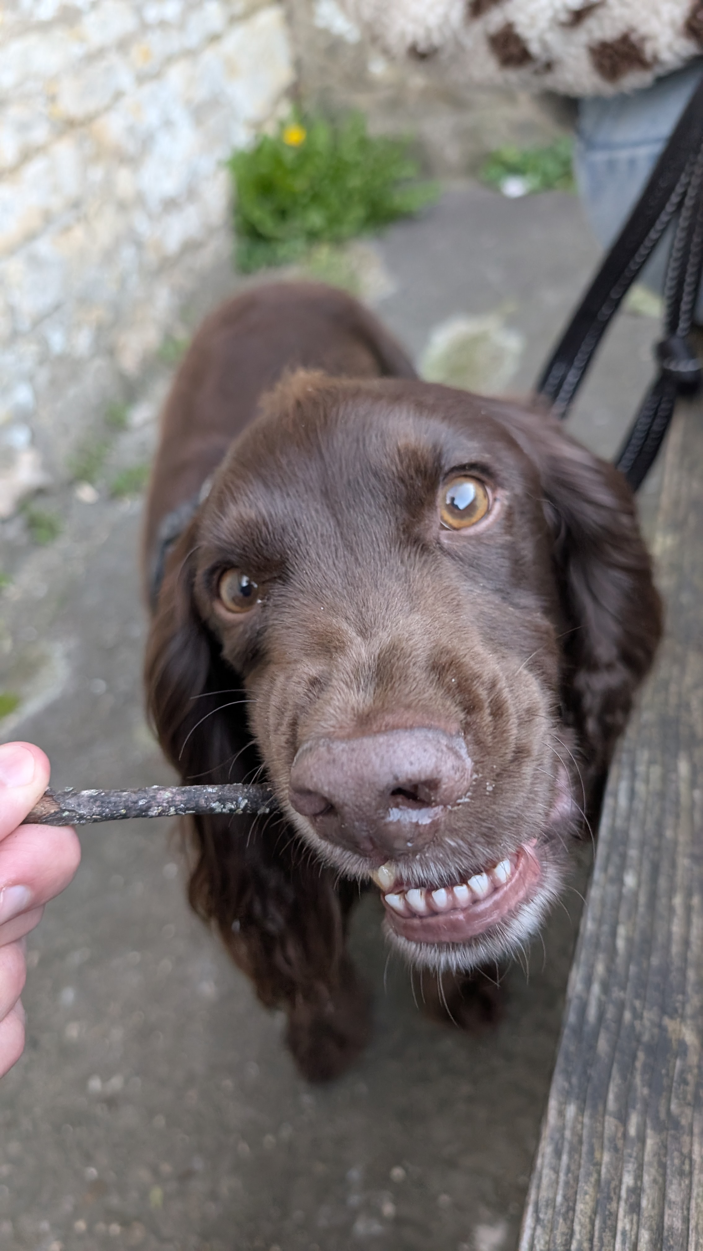 Kobe with a stick — not quite a snack