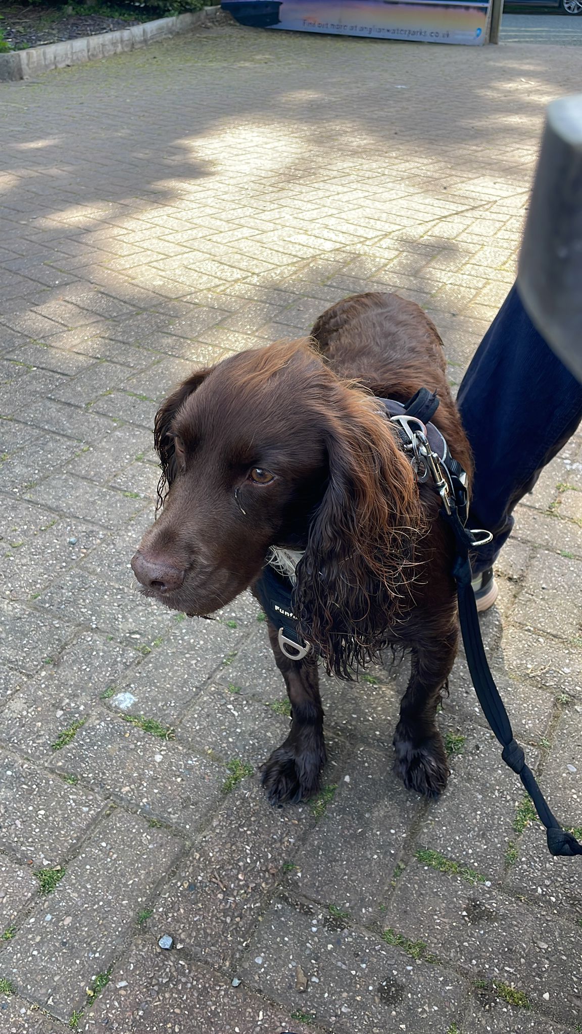 Kobe after a swim in the lake