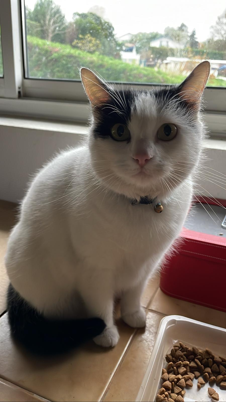 Mia waiting patiently for more food