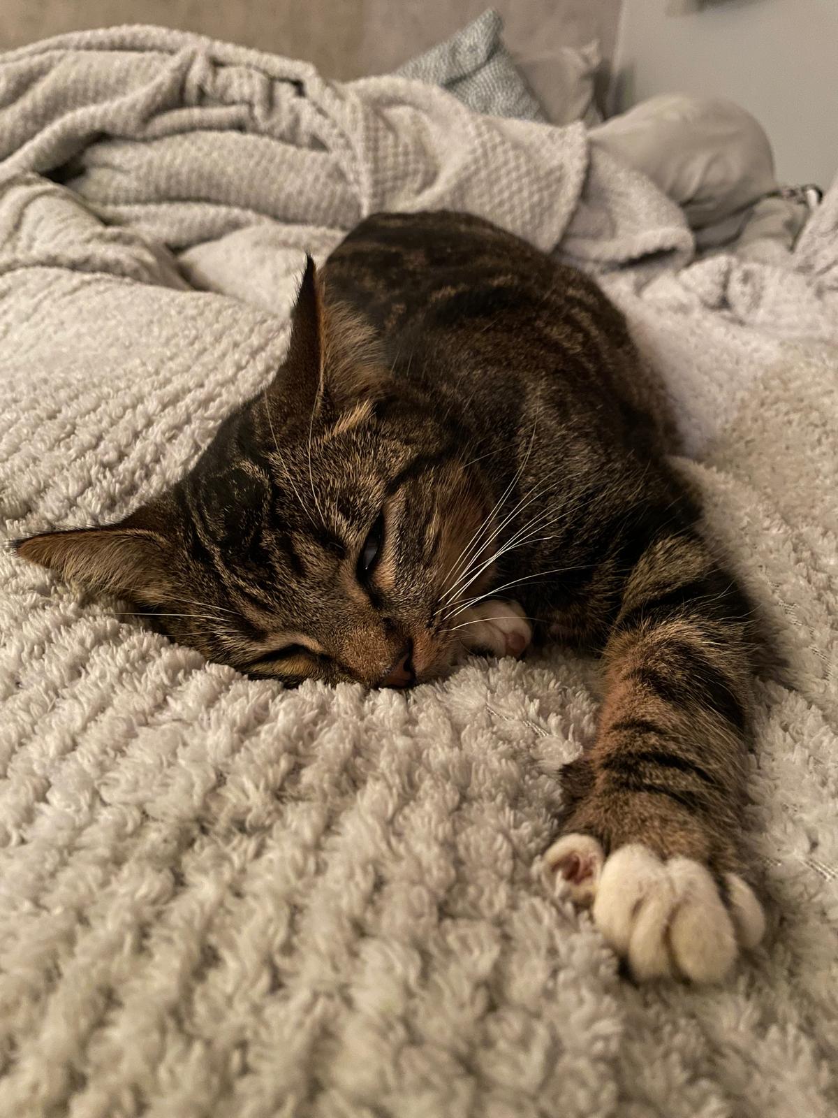 Nahia fast asleep on her favourite blanket
