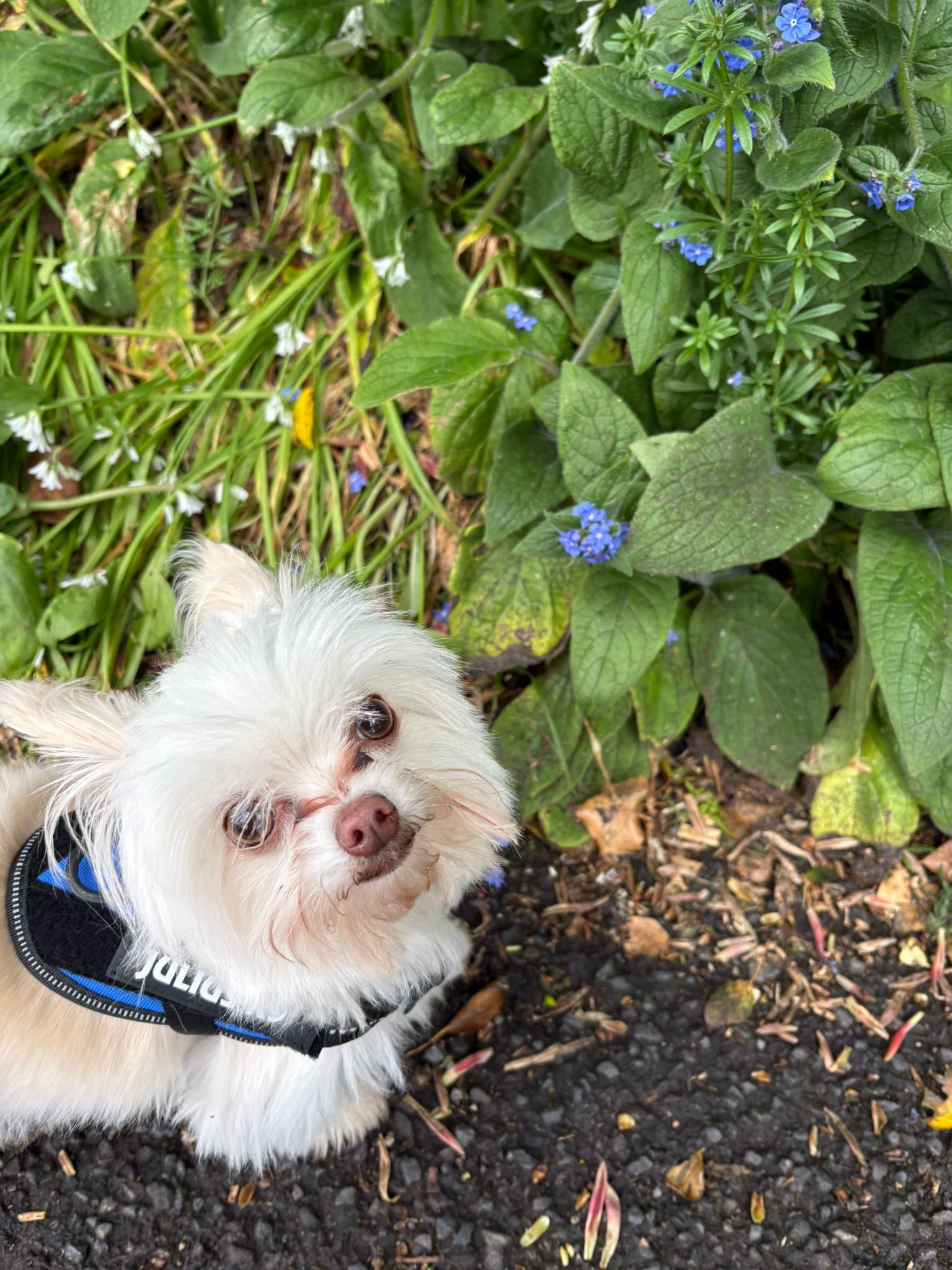 Winston among the flowers — a very small dog